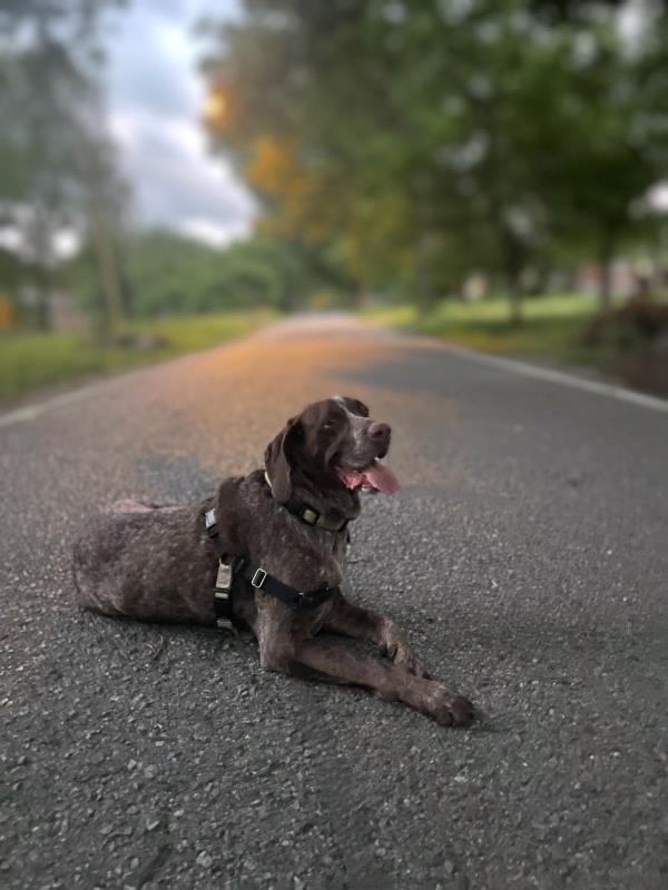 /Images/uploads/Southeast German Shorthaired Pointer Rescue/segspcalendarcontest/entries/31152thumb.jpg